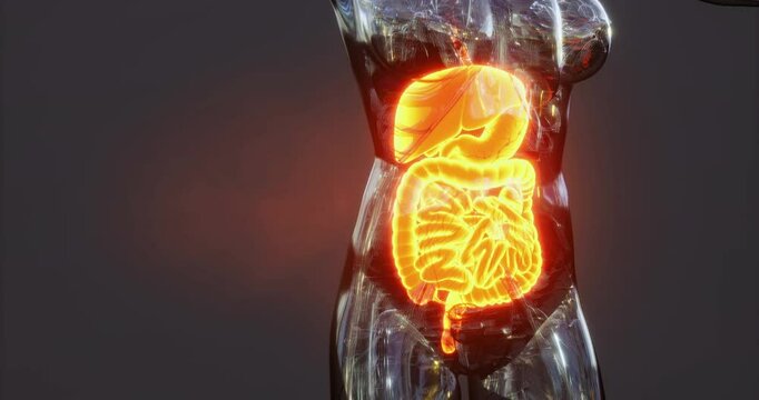 The visual showcases the human digestive system, focusing on the stomach, intestines, and other vital organs.