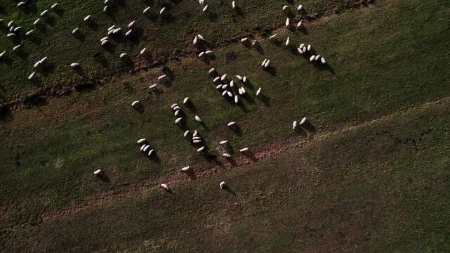 Aerial view of sheeps. Flock of sheep grazing in the green meadow. Circeling around with drone. Grassland with herd of white and brown sheeps. Farmland, countryside.