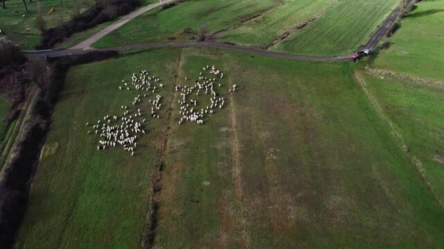 Aerial view of sheeps. Flock of sheep grazing in the green meadow. Circeling around with drone. Grassland with herd of white and brown sheeps. Farmland, countryside.
