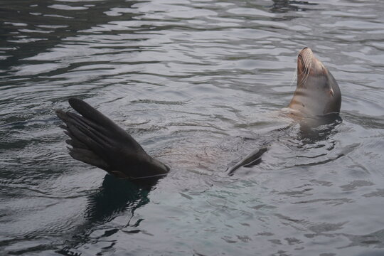 California sea lion