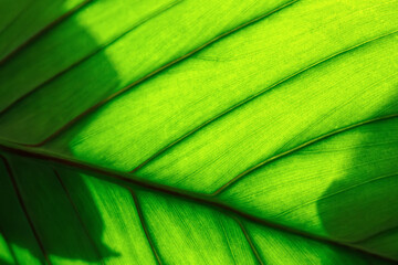 Close-up view bright green palm tree leaf details reveal intricate plant veins pattern against bright sun light shadow. Natural botanical fresh green organic horticulture background © Kyryl Gorlov