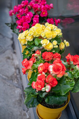 Colorful Begonia Flowers in pots