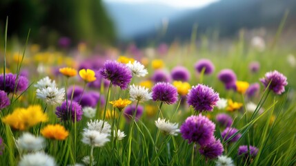Fototapeta premium A vibrant wildflower meadow with blooming purple, yellow, and white flowers, set against a soft-focus background of greenery and distant hills