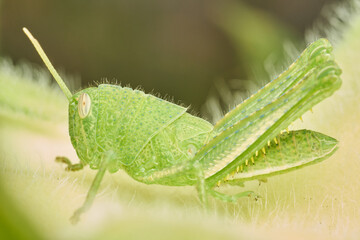 Green Grasshopper Resting on Sunflower Leaf