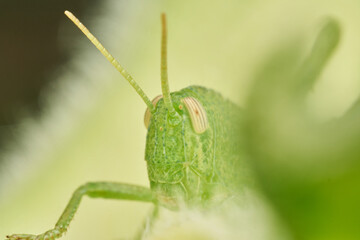 Close Up of Grasshopper on Sunflower Leaf