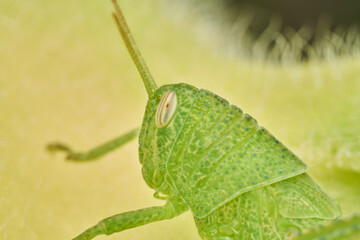 Green Grasshopper Resting on Sunflower Leaf