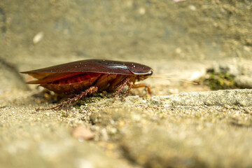 big cockroach on the ground