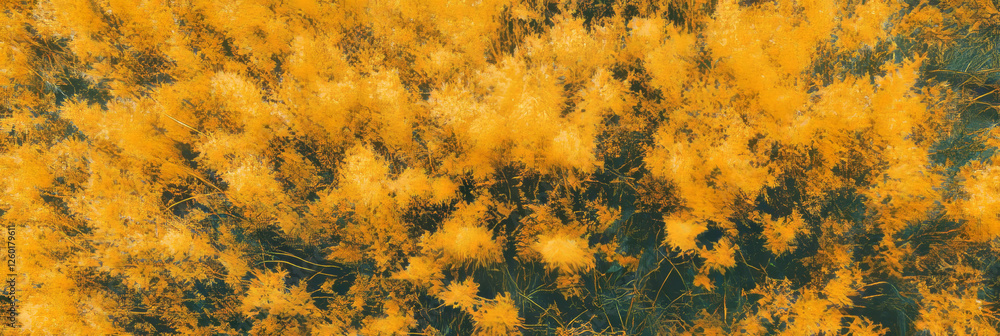Poster short dry grass texture with yellowed tips viewed from above in a natural setting