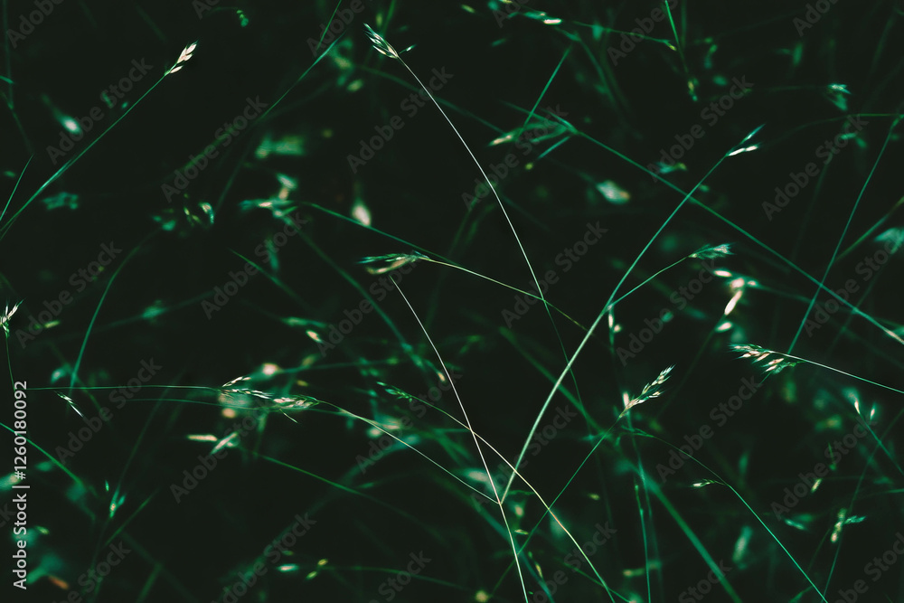 Poster short patchy grass texture with bare spots and uneven surface against a black background