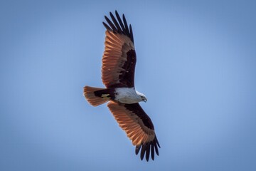 Majestic Red-Backed Sea Eagle
