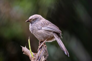 Grey Bird on Branch
