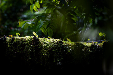 Forest Moss