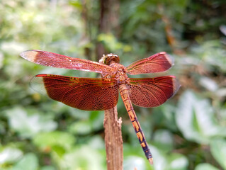 close up of red dragonfly with blurred background