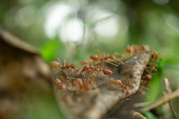 A close-up macro shot of a red ant exploring the edge of a dry leaf with intricate details and a beautiful bokeh background. The sunlight illuminates the leaf's veins, creating a striking contrast bet