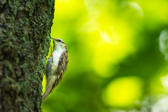 A treecreeper bird sitting on a tree trunk