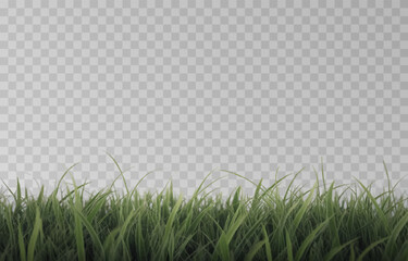 Vector grass, lawn. Grasses png, lawn png. Young green grass. Grass border, vector illustration.