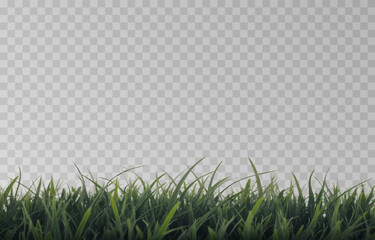 Vector grass, lawn. Grasses png, lawn png. Young green grass. Grass border, vector illustration.