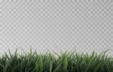 Vector grass, lawn. Grasses png, lawn png. Young green grass. Grass border, vector illustration.