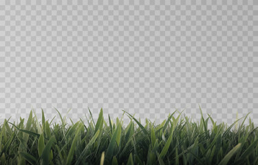 Vector grass, lawn. Grasses png, lawn png. Young green grass. Grass border, vector illustration.