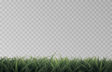 Vector grass, lawn. Grasses png, lawn png. Young green grass. Grass border, vector illustration.