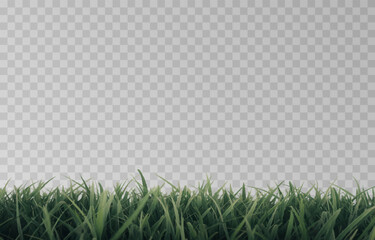 Vector grass, lawn. Grasses png, lawn png. Young green grass. Grass border, vector illustration.