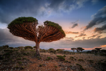 Firmihn Forest plateau on Socotra Island, Yemen