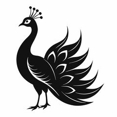 peacock vector illustration