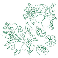 Lemon lime yellow packaging design with lemon with half lime slice flowers templates style vector  line art illustration set on light blue background