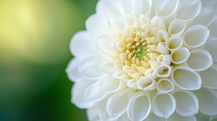 Fototapeta premium A beautiful white flower head showcases intricate layers, gently illuminated by golden sunlight filtering through greenery. This serene moment captures nature’s elegance and beauty