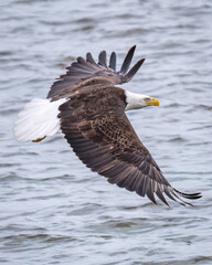Bald Eagle in flight