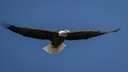 Bald Eagle in flight