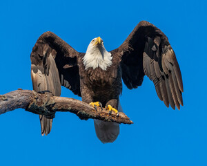 Bald Eagle on a perch