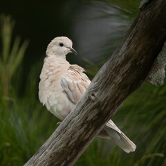 Eurasian Collared Dove on a Branch