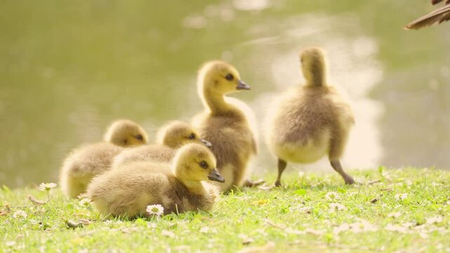 Cute yellow ducklings basking in sun rays of golden light, soft downy feathers Goslings Canada goose cuddling together, new beginnings and beauty of nature's cycle, family idyll