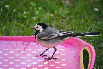 Selective focus photo. White wagtail bird, Motacilla alba.