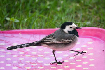 Selective focus photo. White wagtail bird, Motacilla alba.