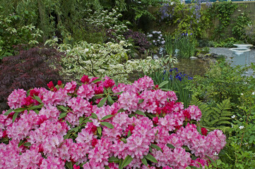 Colourful water garden with  Japanese Azaleas