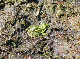 Green frog in muddy marsh habitat.