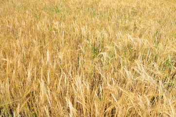 a background of a Golden Wheat Field