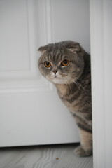 Scottish fold cat.
A breed of domestic cat with characteristic ears that are curved forward and downward, which is caused by the action of a dominant gene that arose as a result of a natural mutation 