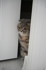 Scottish fold cat.
A breed of domestic cat with characteristic ears that are curved forward and downward, which is caused by the action of a dominant gene that arose as a result of a natural mutation 