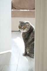 Scottish fold cat.
A breed of domestic cat with characteristic ears that are curved forward and downward, which is caused by the action of a dominant gene that arose as a result of a natural mutation 