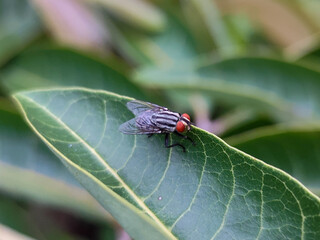 Flies with red eyes and thin wings perched on green leaves. This type is often seen flying in...