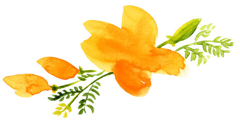 Amapolas de California en acuarela