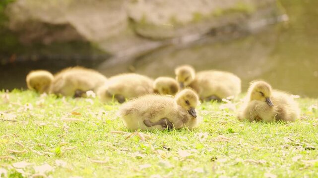 Adorable yellow ducklings basking in sun rays, soft downy feathers Goslings Canada goose cuddling together, new beginnings and beauty nature's cycle, ducklings' playful movements and chirping sounds