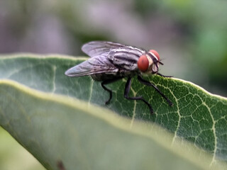 Naklejka premium Flies with red eyes and thin wings perched on green leaves. This type is often seen flying in kitchens, cages and trash cans.