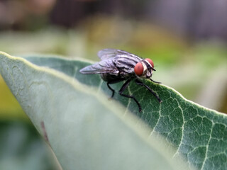 Fototapeta premium Flies with red eyes and thin wings perched on green leaves. This type is often seen flying in kitchens, cages and trash cans.