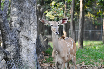 kudu or greater kudu or deer