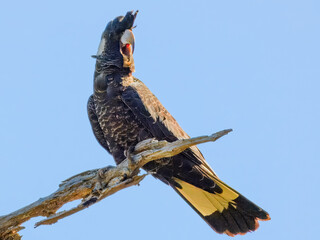 Common Brushtail Possum (Trichosurus vulpecula) in Australia