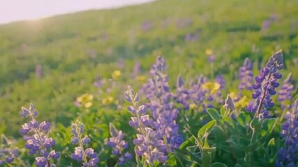 Vibrant wildflower bloom scenic meadow nature photography sunny environment close-up view spring awakening
